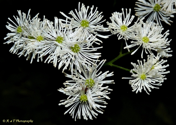 {Trautvetteria caroliniensis}